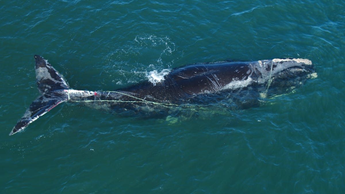 Entangled North Atlantic right whale spotted off Quebec PNI Atlantic News