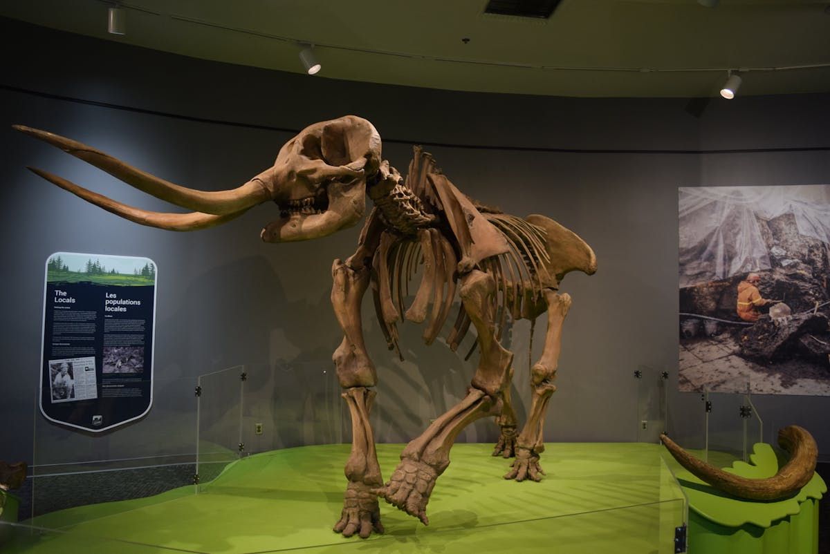 mastodon-exhibit-arrives-in-