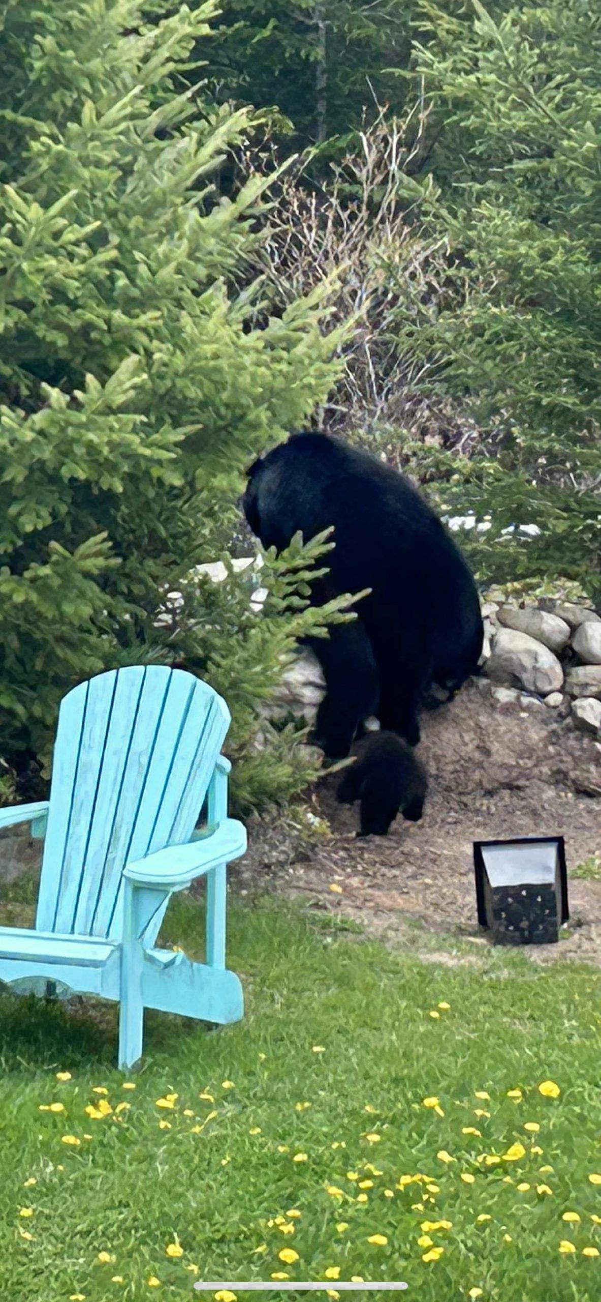 Teen driver hits bear on N.S. highway: 'I looked up and there was