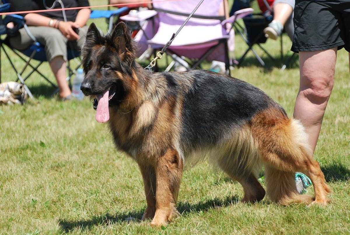 Canadian German Shepherd Dog Championship and Sieger Show back in