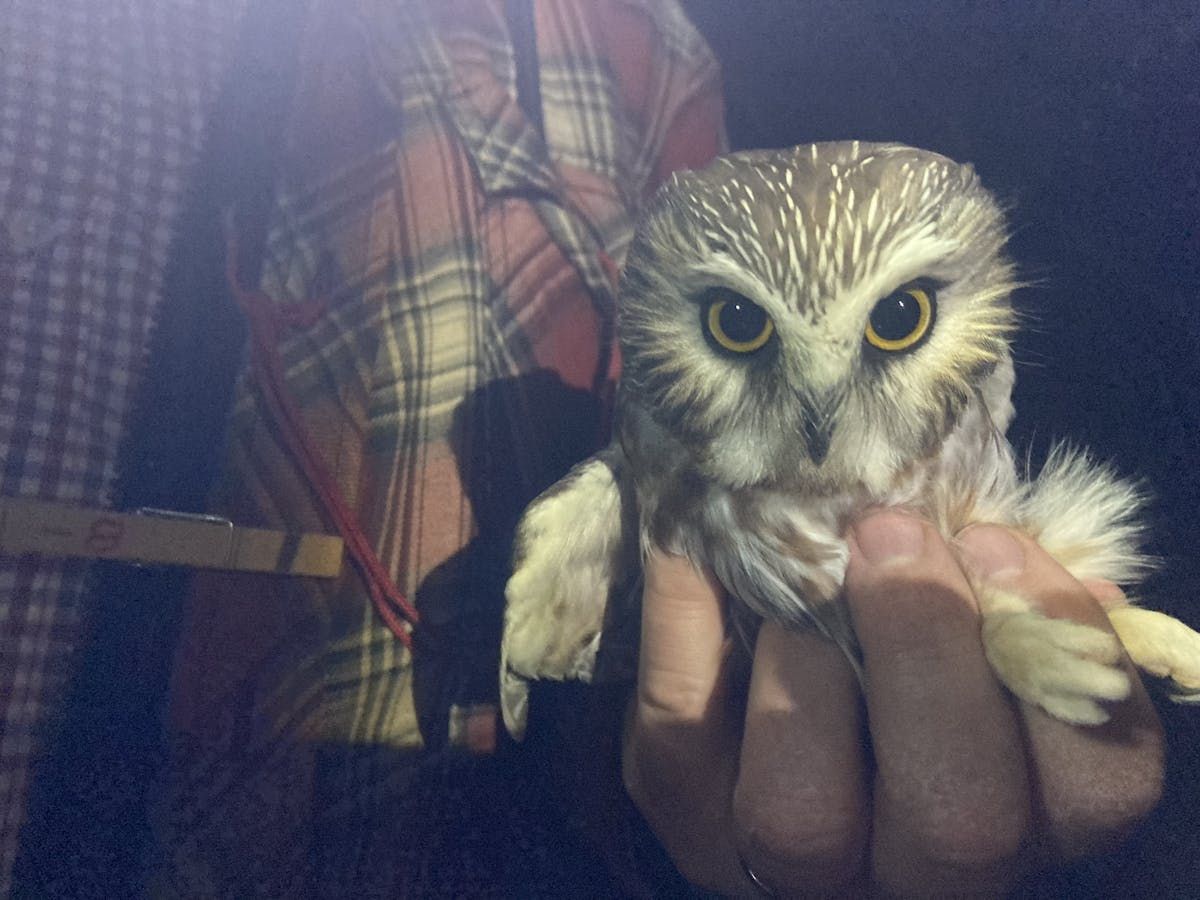 After banding 600 owls in N.S., this researcher's first found
