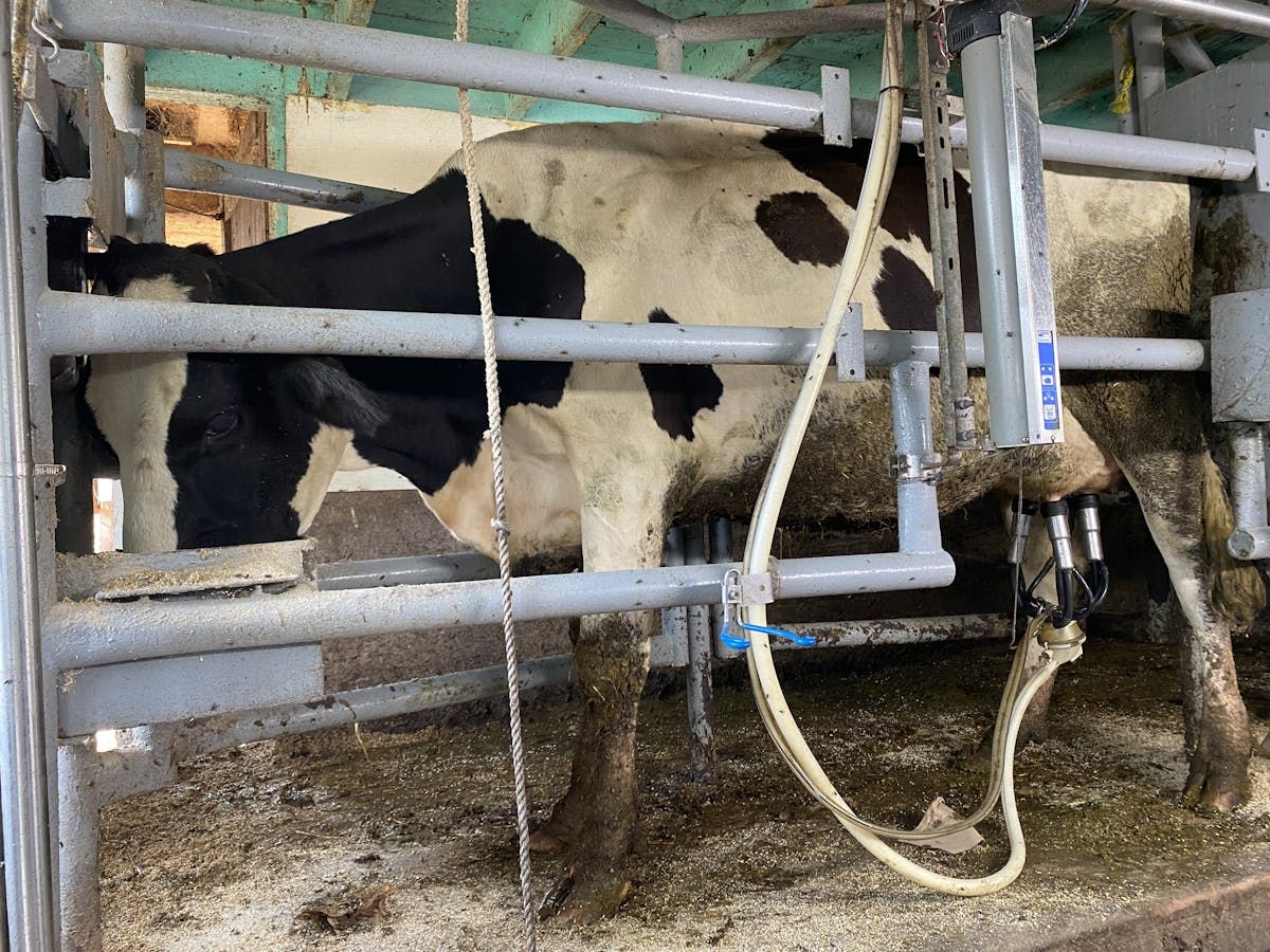 Red Pine Farm and Pleasant Pork located in Bedeque, P.E.I., demonstrated the process of milking cows for human consumption during during Open Farm Day on Sept. 15.- Yutaro Sasaki/Local Journalism Initiative