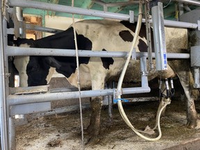 Red Pine Farm and Pleasant Pork located in Bedeque, P.E.I., demonstrated the process of milking cows for human consumption during during Open Farm Day on Sept. 15.- Yutaro Sasaki/Local Journalism Initiative