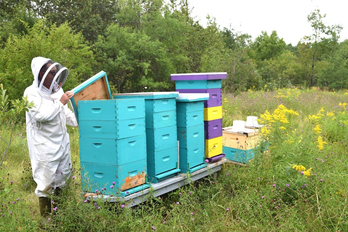 UNBEE-LIEVABLE: Hive with 70,000 honey bees discovered inside