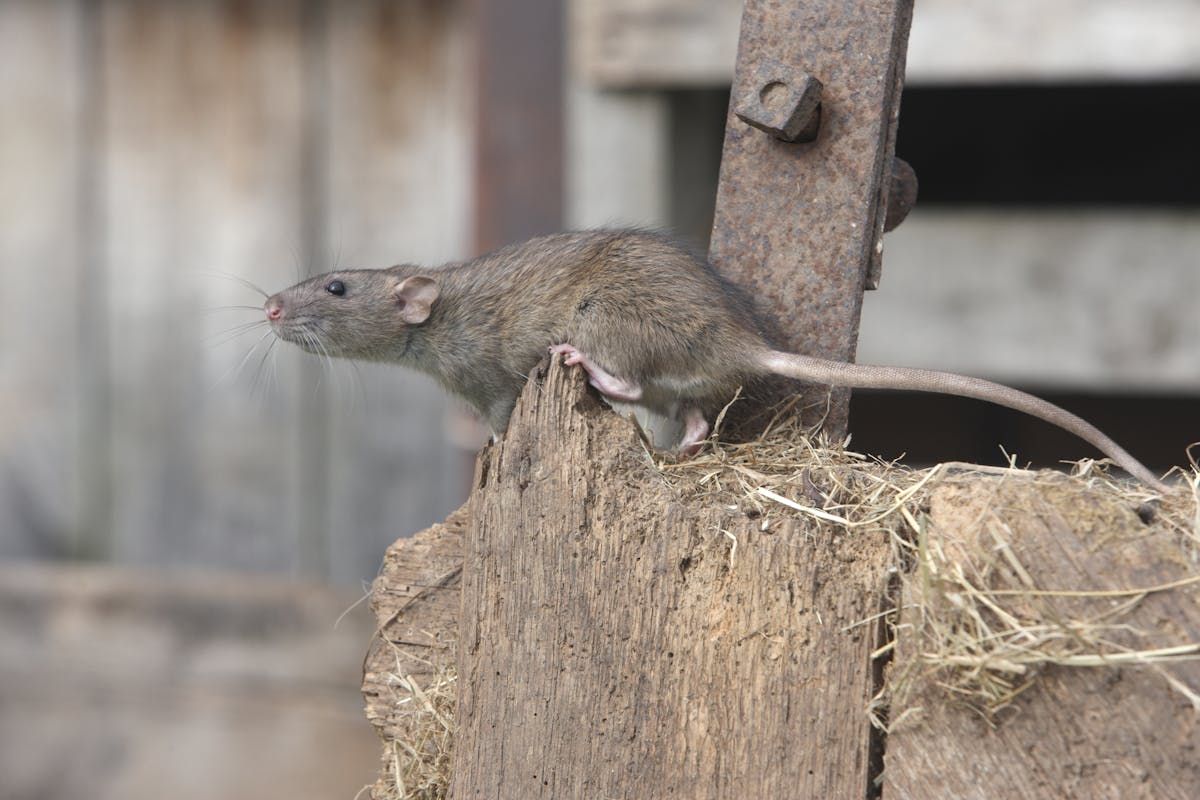 Keeping Property Clean Is The Best Way To Deal With Mount Pearl Rats