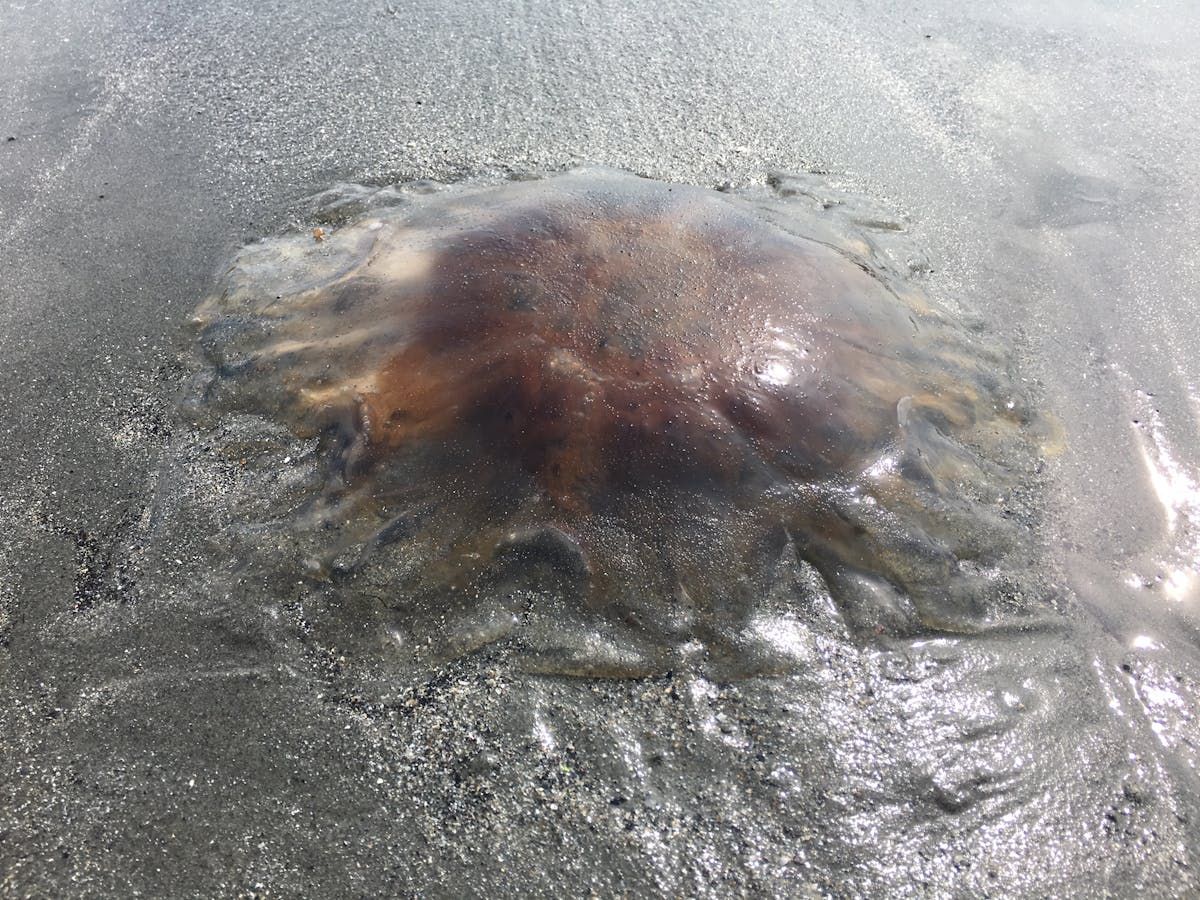 Lion's Mane jellyfish spotted on Yarmouth beaches | PNI Atlantic News