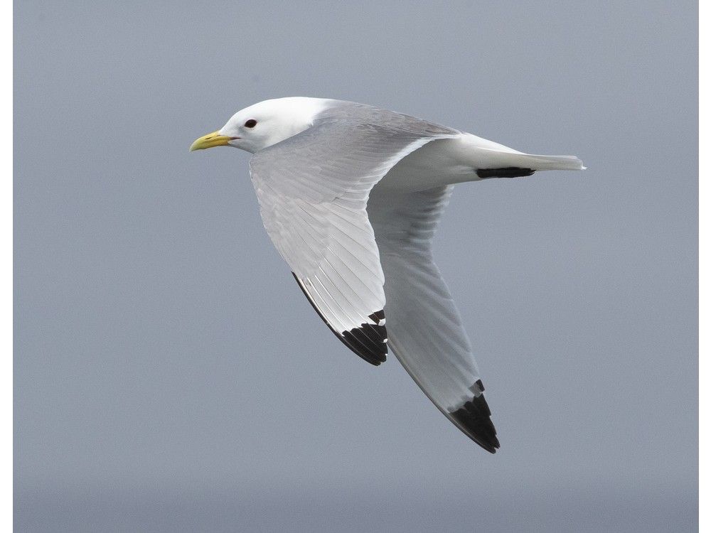 BRUCE MACTAVISH: Birds giving signs that spring is coming to NL | PNI ...