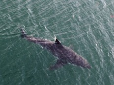 great white shark halifax