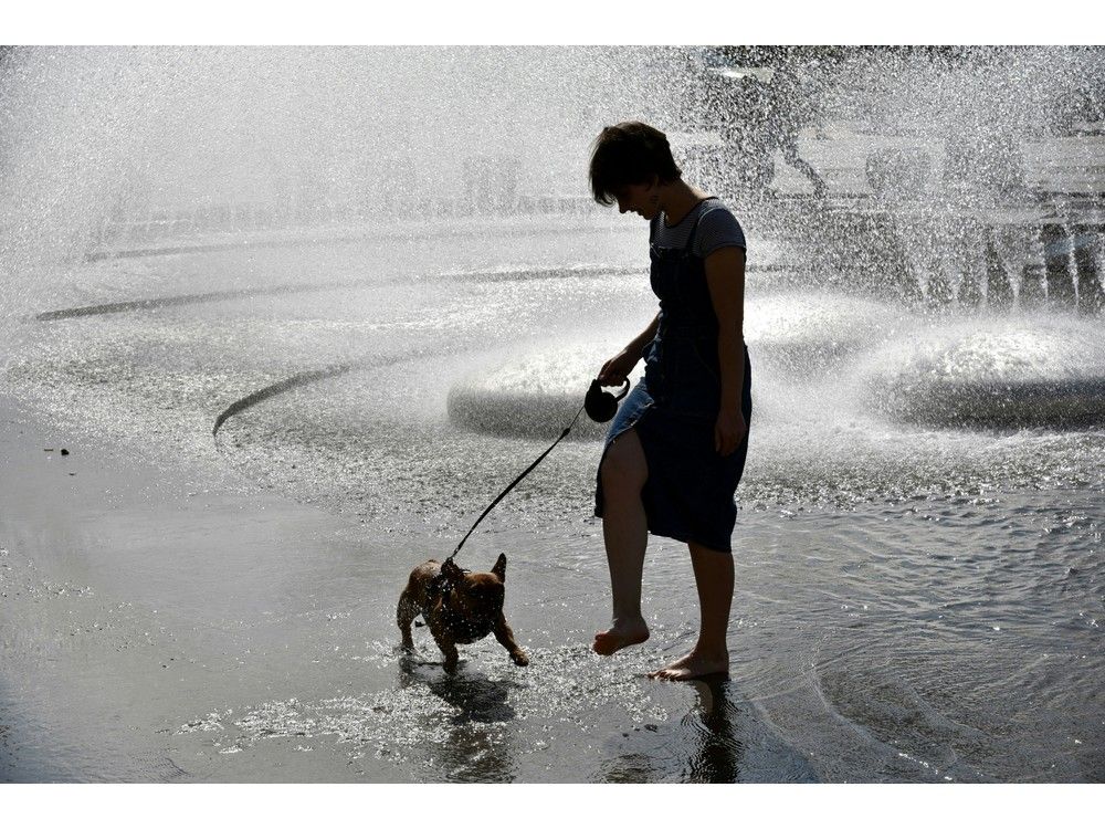 How to keep your pets cool and safe even in hot summer weather
