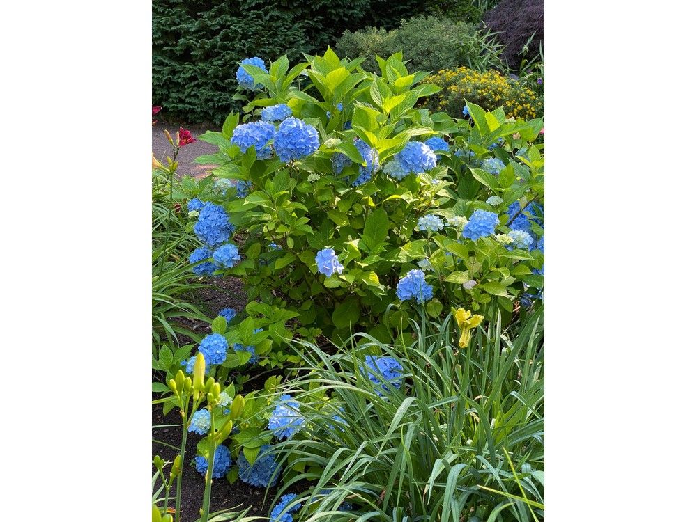 NIKI JABBOUR: Summer is the season for hydrangeas | PNI Atlantic News