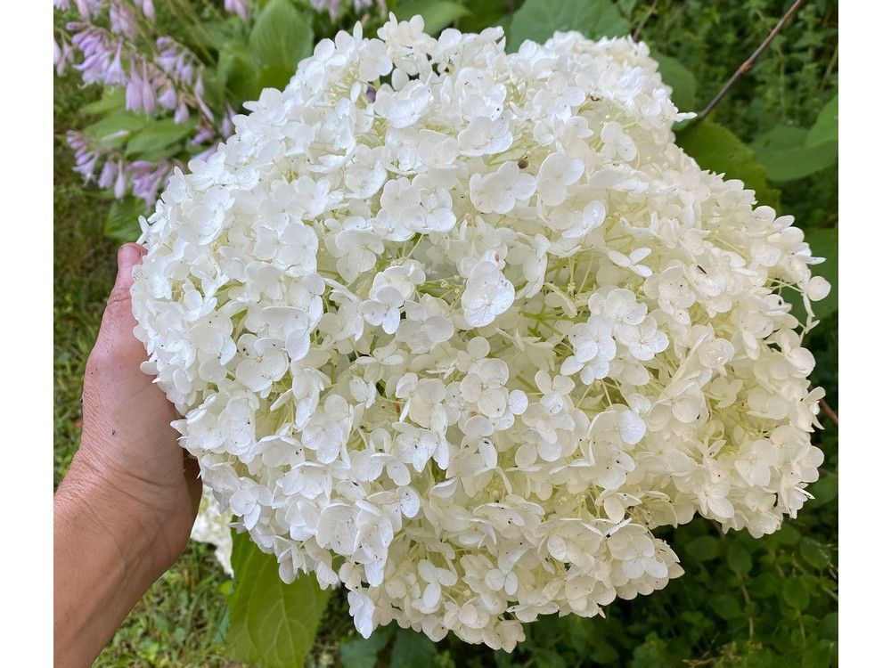 NIKI JABBOUR: Summer is the season for hydrangeas | PNI Atlantic News