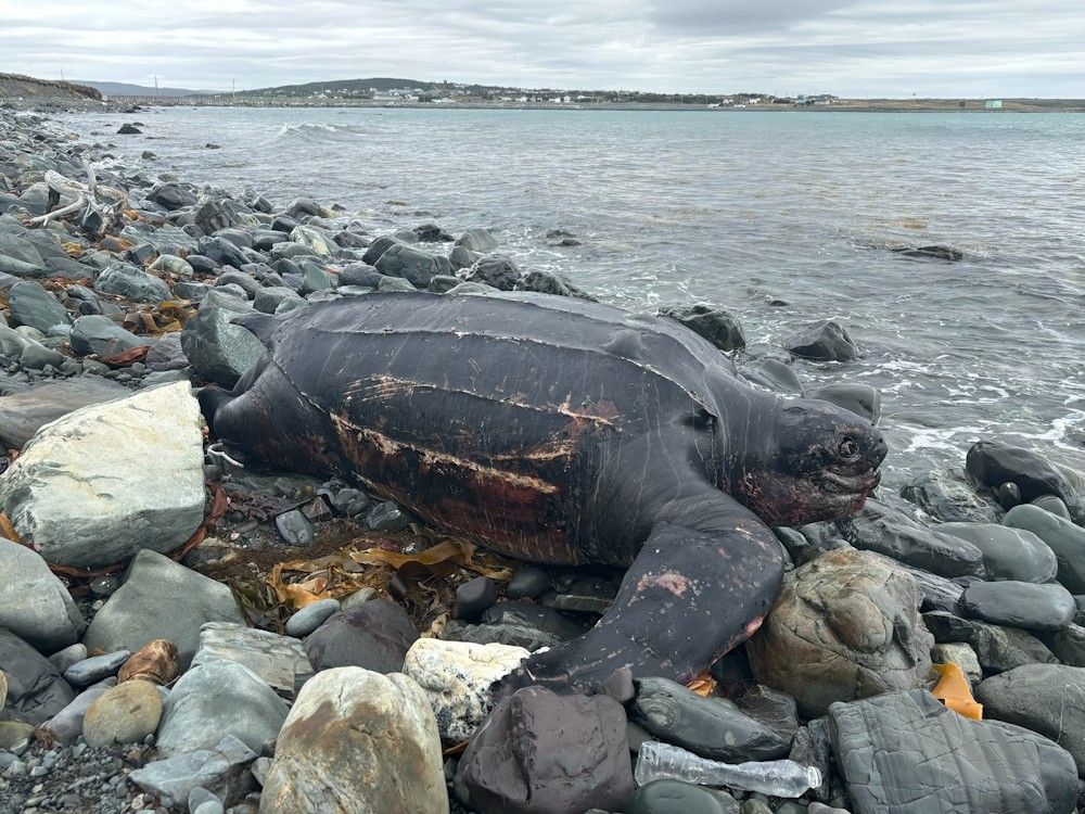 Endangered leatherback turtle washes ashore in Trepassey, dead | PNI  Atlantic News
