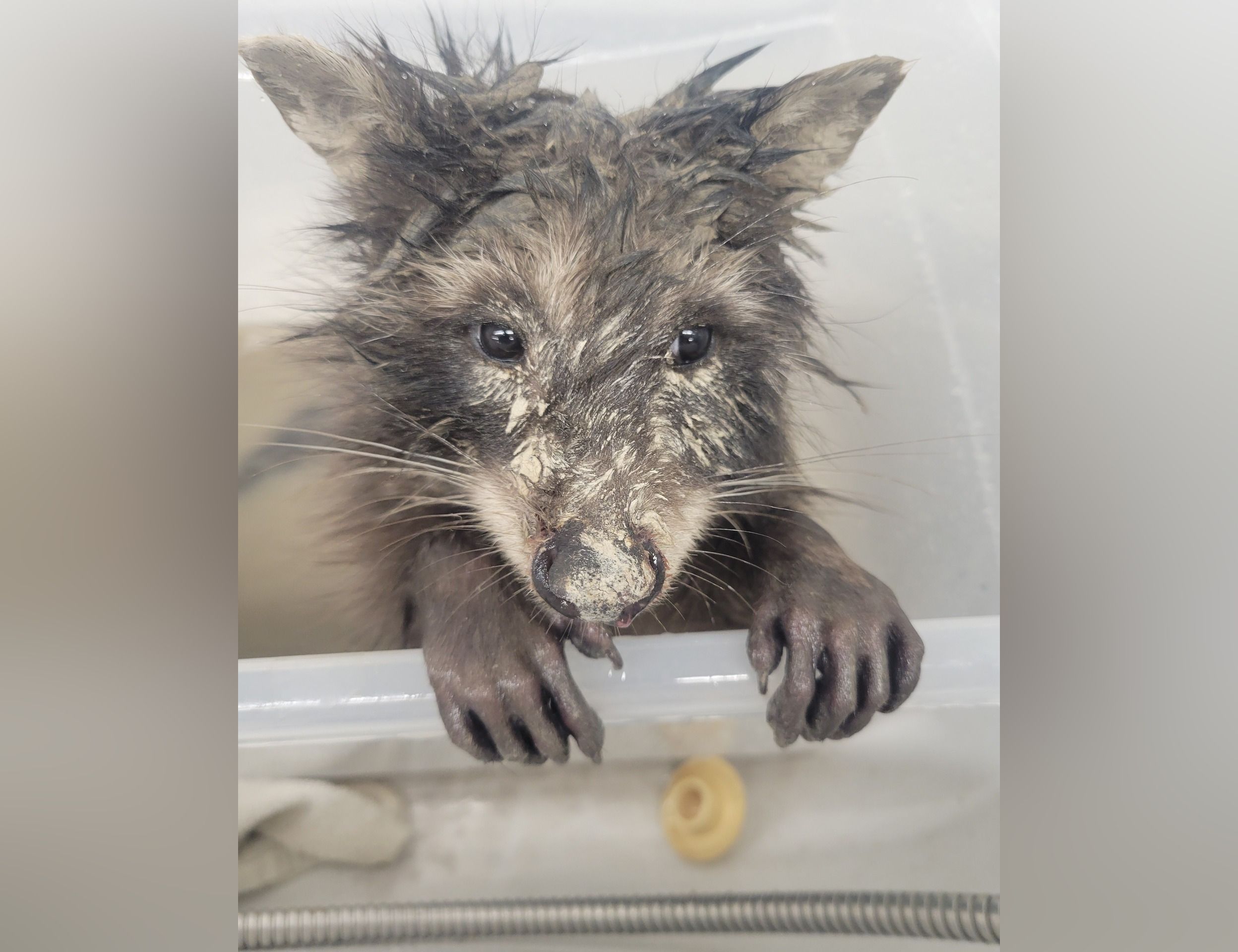 Hope for Wildlife asks public to secure green bins after raccoon found ...