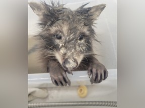 Hope for Wildlife asks public to secure green bins after raccoon found ...