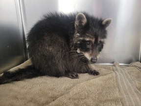 Hope for Wildlife asks public to secure green bins after raccoon found ...