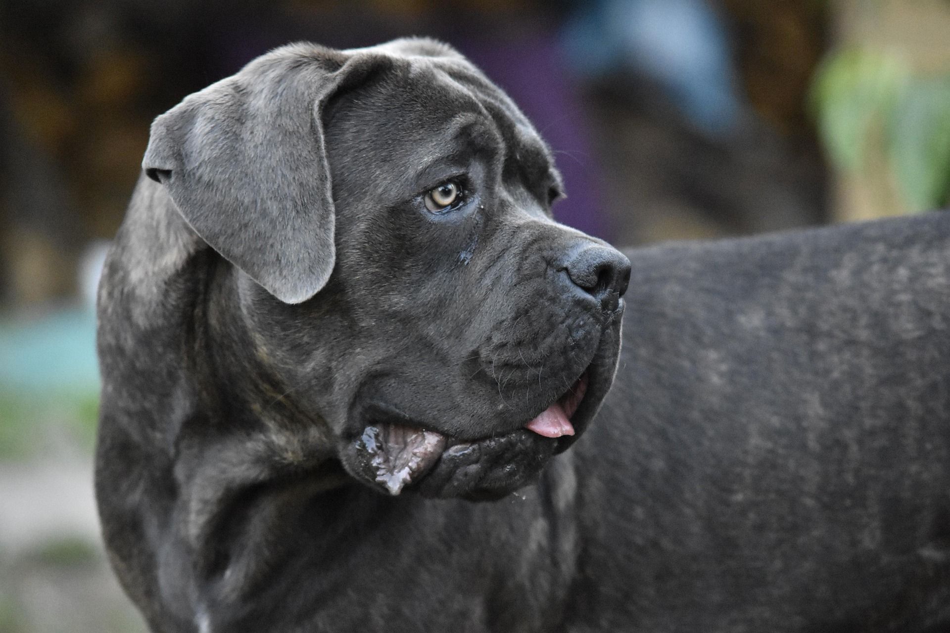  An adult cane corso.
