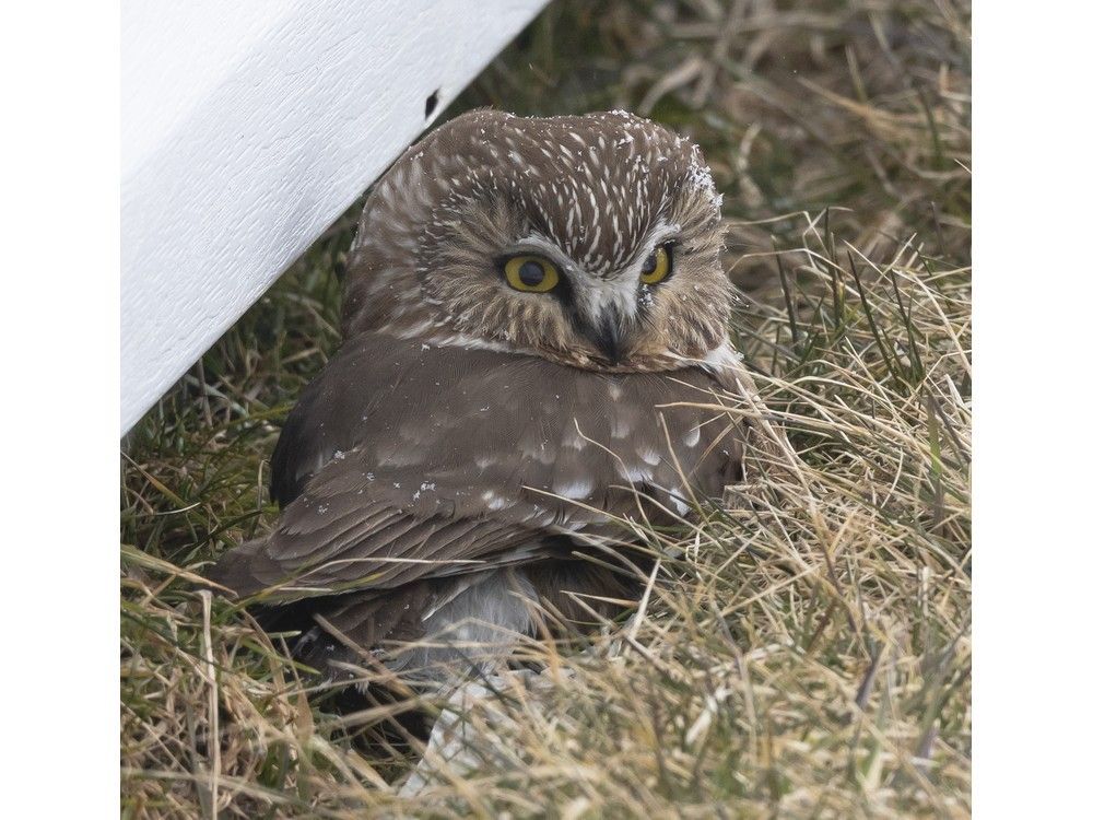 northern saw-whet owl
