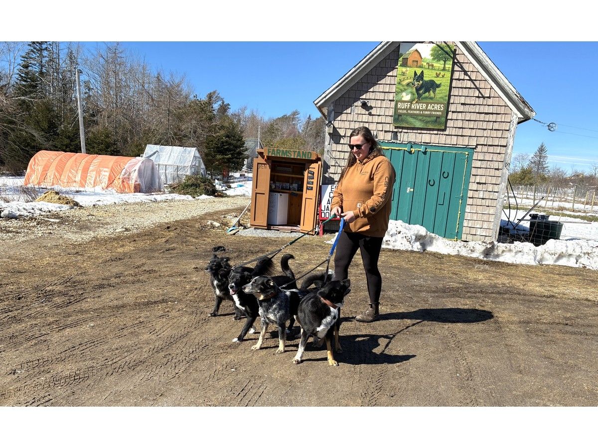 ‘I love farming’: Produce, farm animals, a dog daycare, and canine first aid in the Ruff River Acres mix