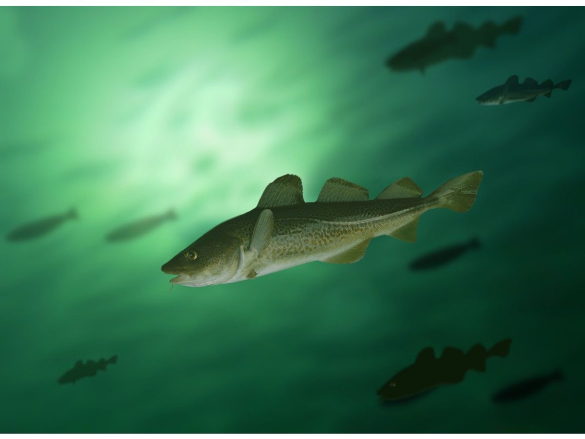 Rebounding northern cod reaches global sustainability milestone | PNI ...