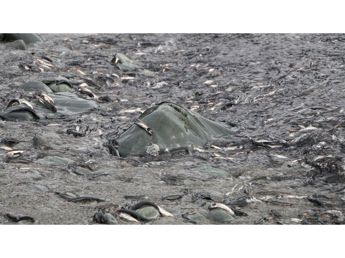 LETTER: History, and now science, shows the importance of caplin to the rebuilding of northern cod stocks