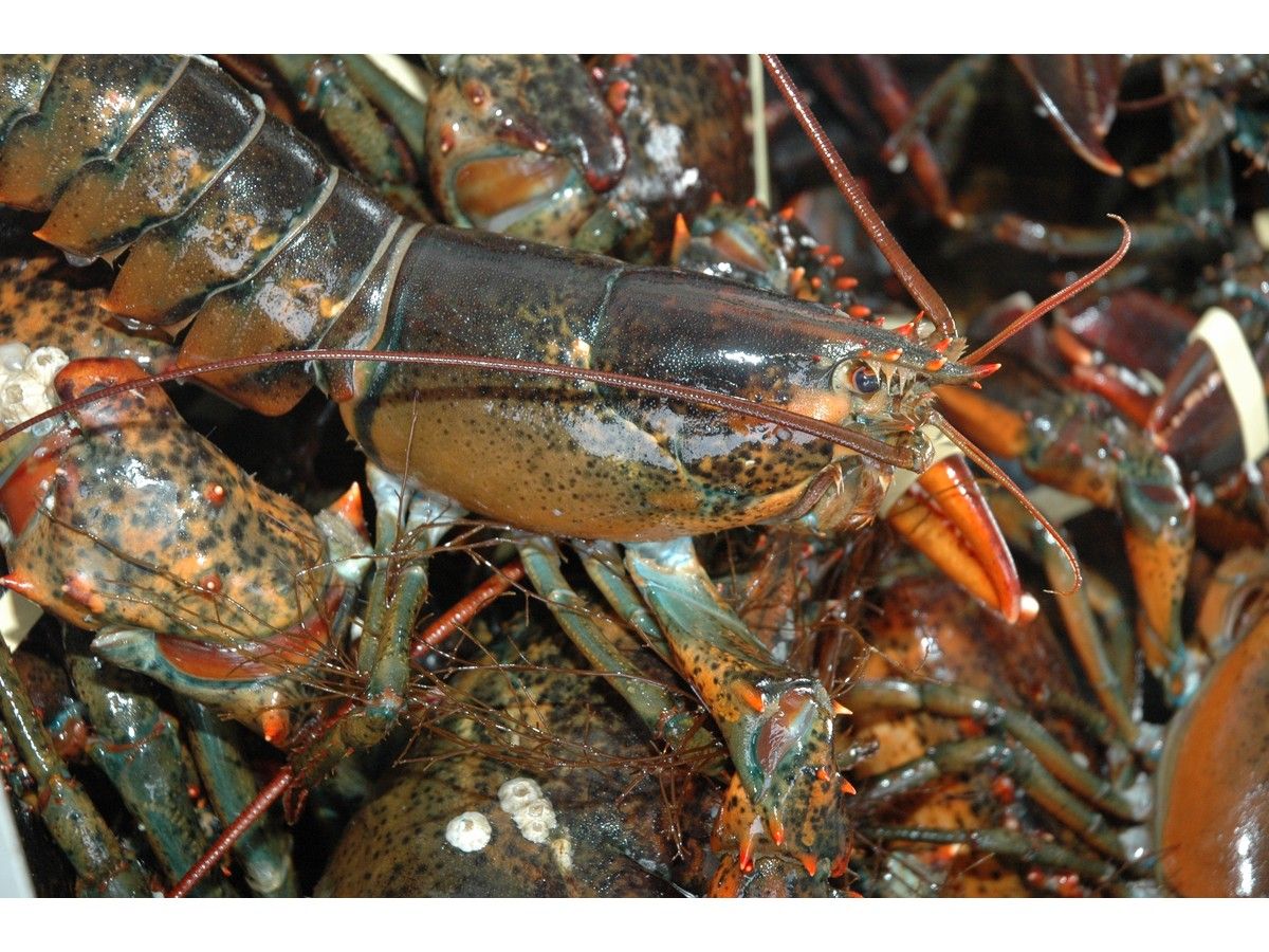 Some southwest Nova Scotia lobster processing companies have received federal funding through a tariff response initiative. TINA COMEAU