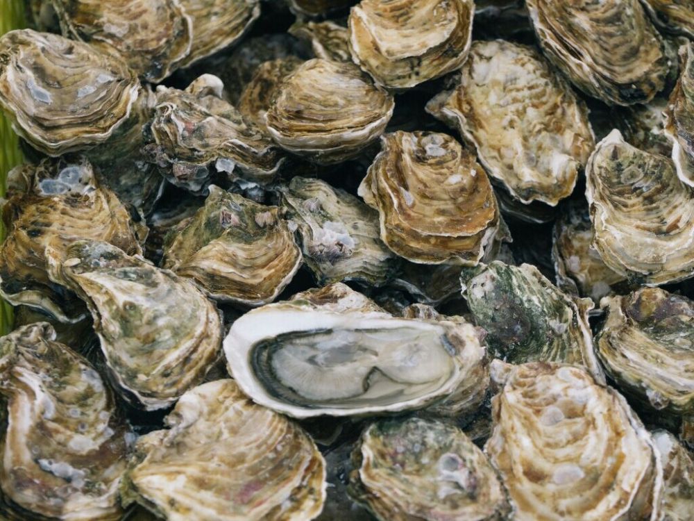 Oysters