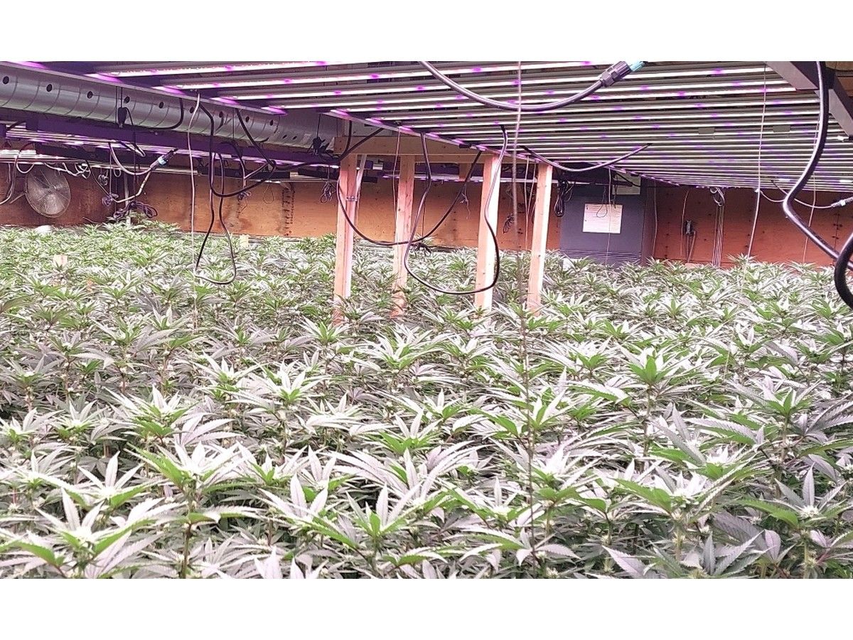 The Nova Scotia government is increasing fines for illegal cannabis sales. Previously the province had identified 118 unregulated retailers in the province.