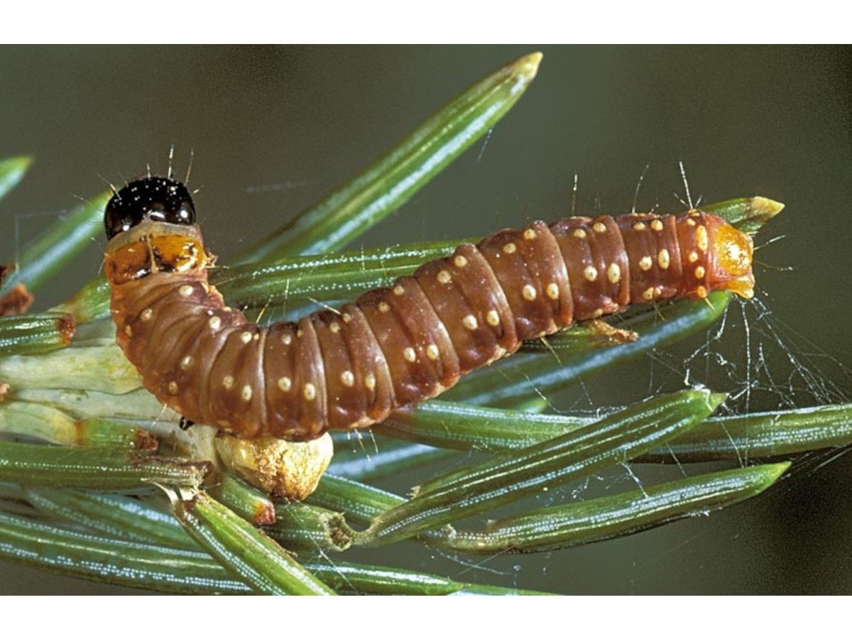 Province spraying for spruce budworms in Cape Breton