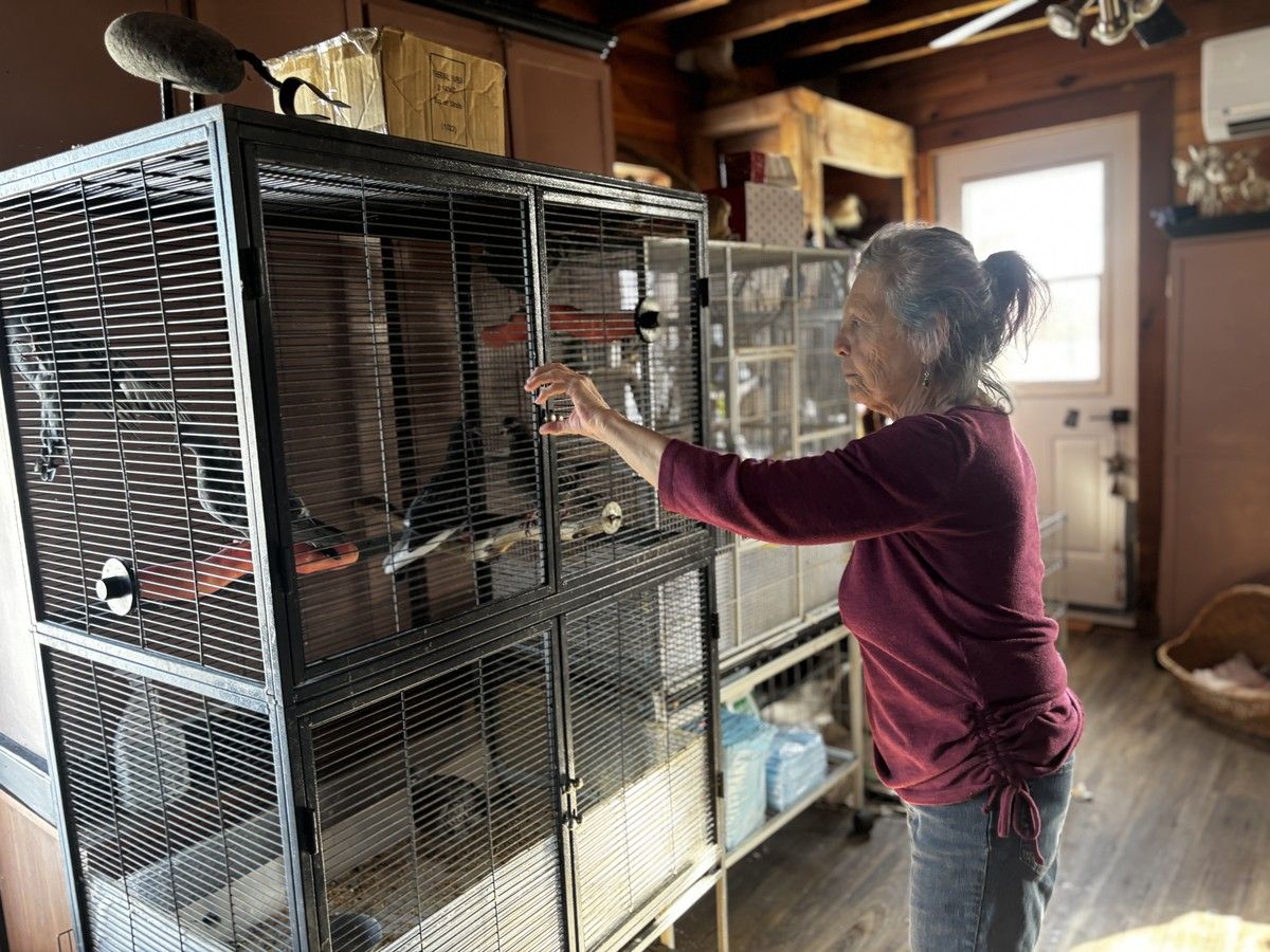 Scores of pigeons accidentally trapped under grate in Charlottetown now safe