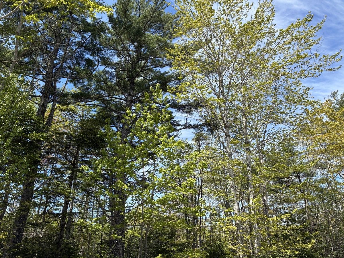 Nova Scotia wilderness areas expanded in Digby, Shelburne, Yarmouth counties