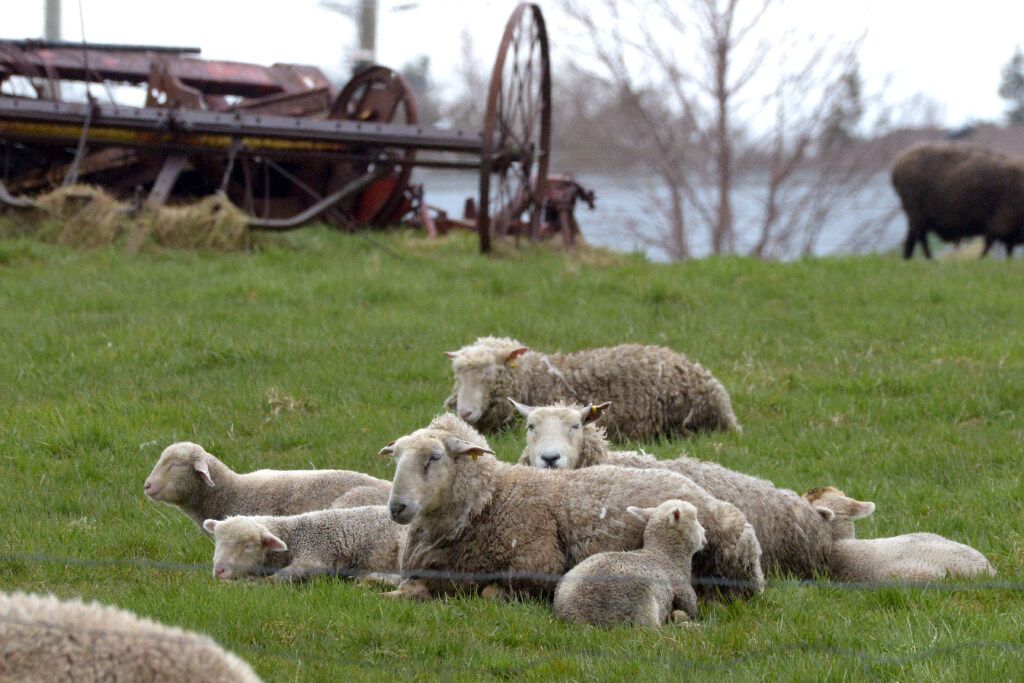 No need to be sheepish at the Sheep to Sock Textile Festival in NL