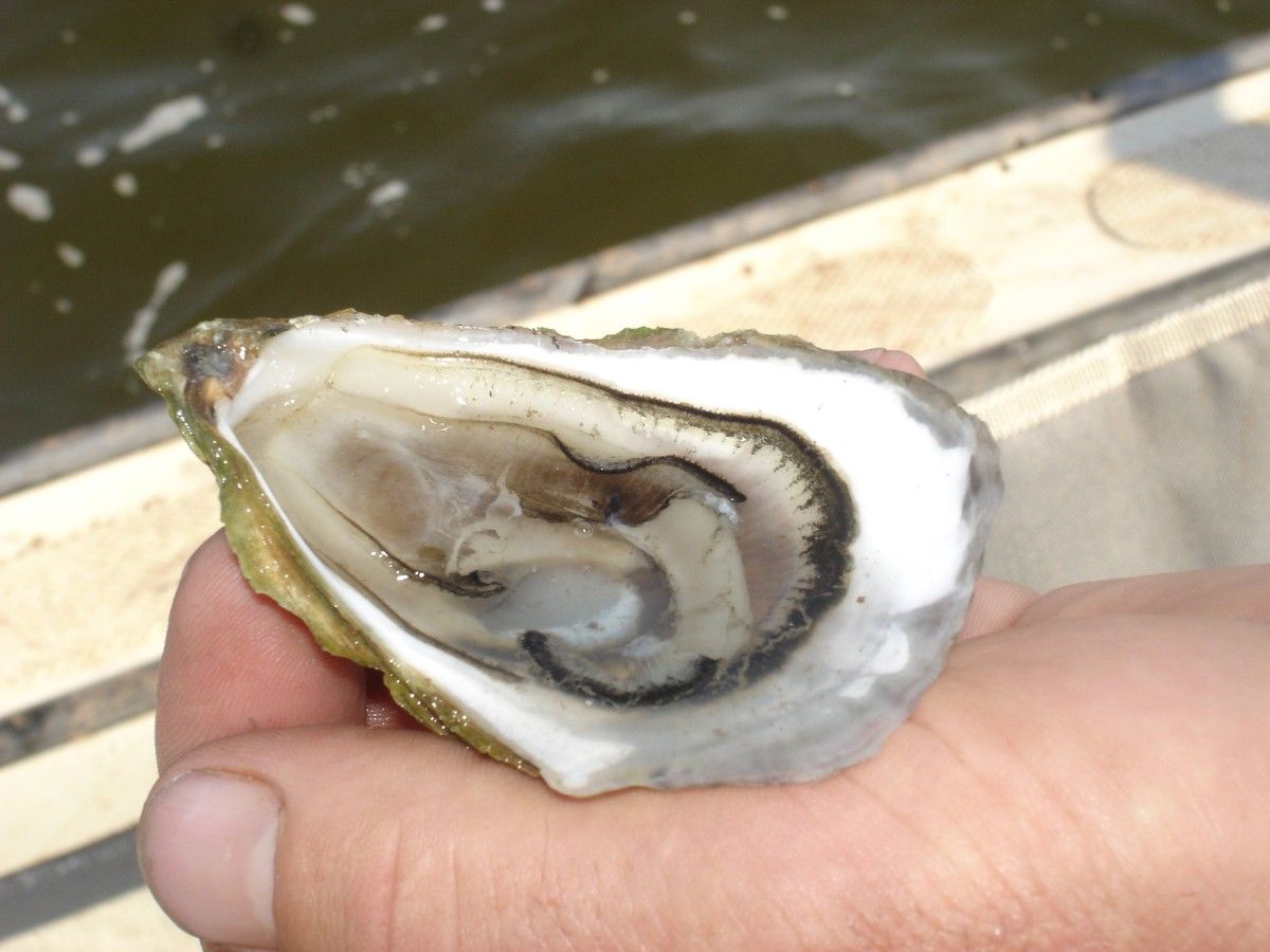 ostras pei