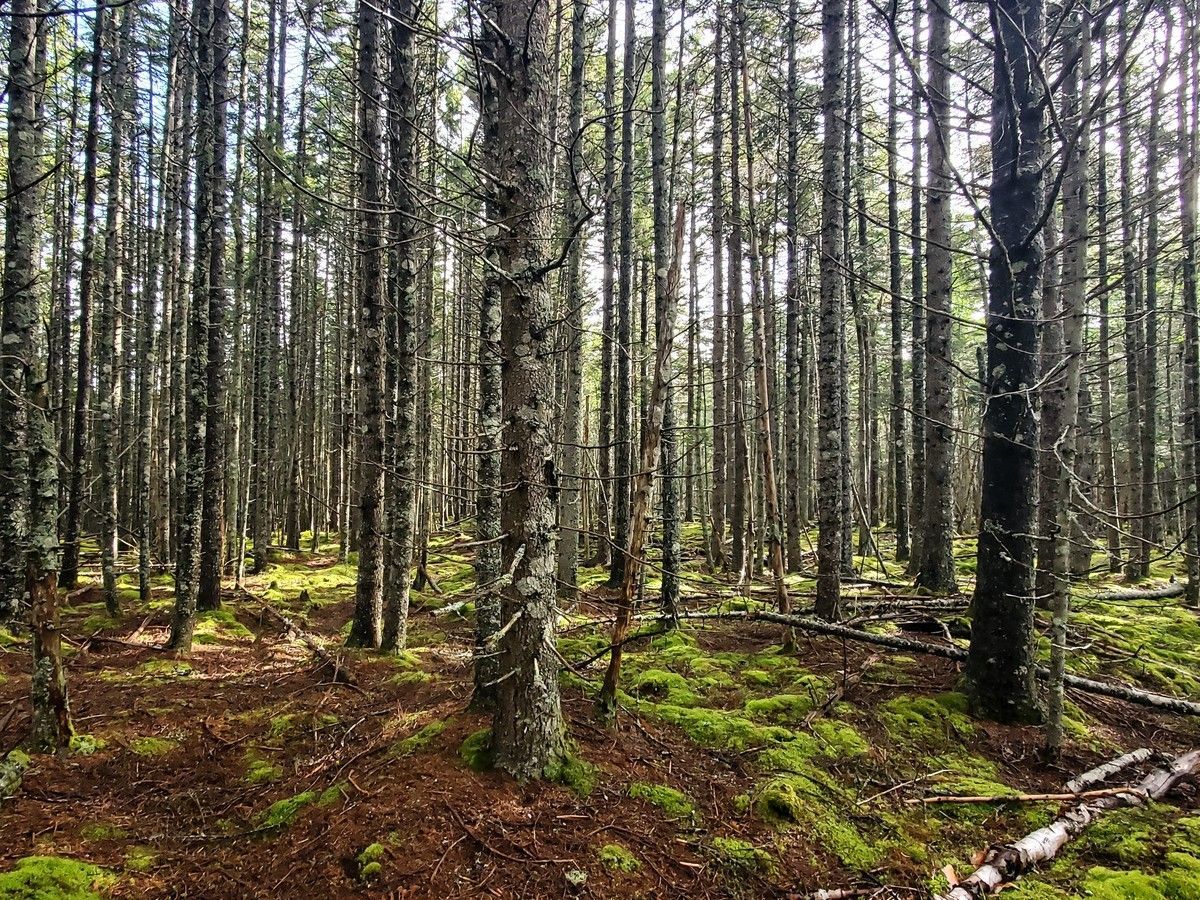 Scrutiny of environmental claims is increasing; enforcement pathways are multiplying, and the standard for what counts as substantiated is higher than most people realize. Small and mid-sized organizations are not exempt and must be thoughtful, states Vanessa Paesani.