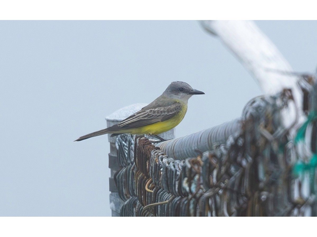 tropical kingbird