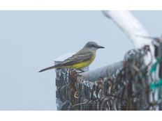 tropical kingbird