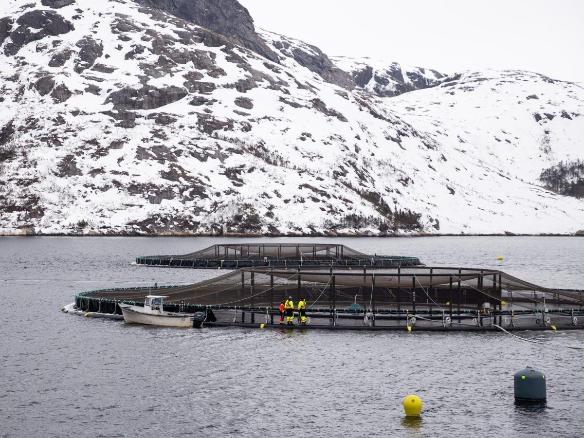 What Cooke's purchase of Mowi could mean for Atlantic Canada's salmon farms
