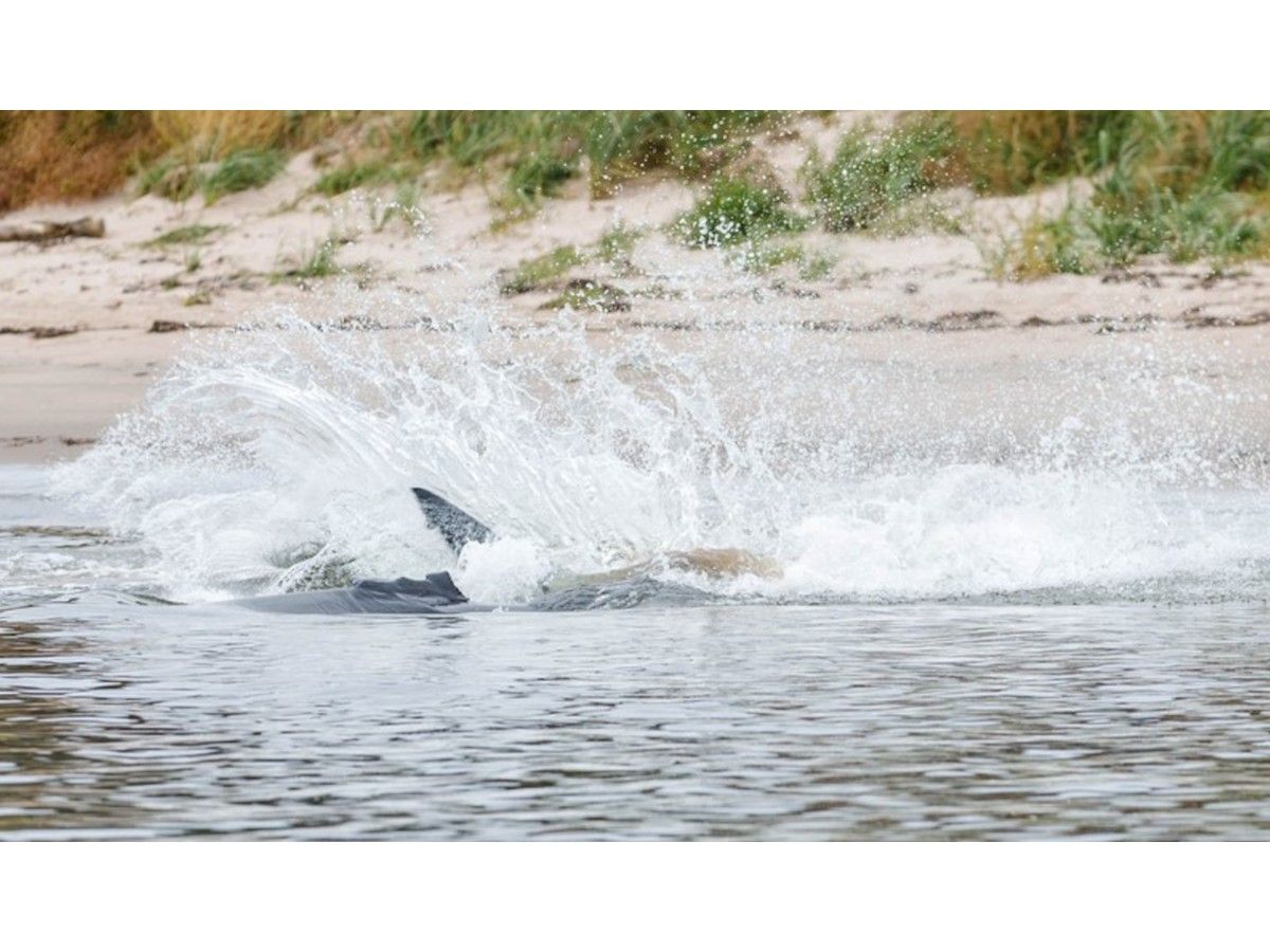 Follow your fin-stincts: Nova Scotia beachgoers shouldn’t fear sharks, but should be smart in the ocean