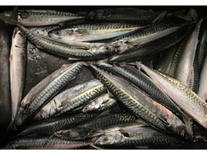 mackerel
