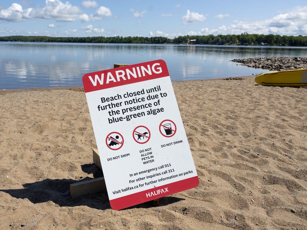 a sign tells visitors to oakfield provincial park that the beach is closed due to the presence of blue-green algae on july 29.