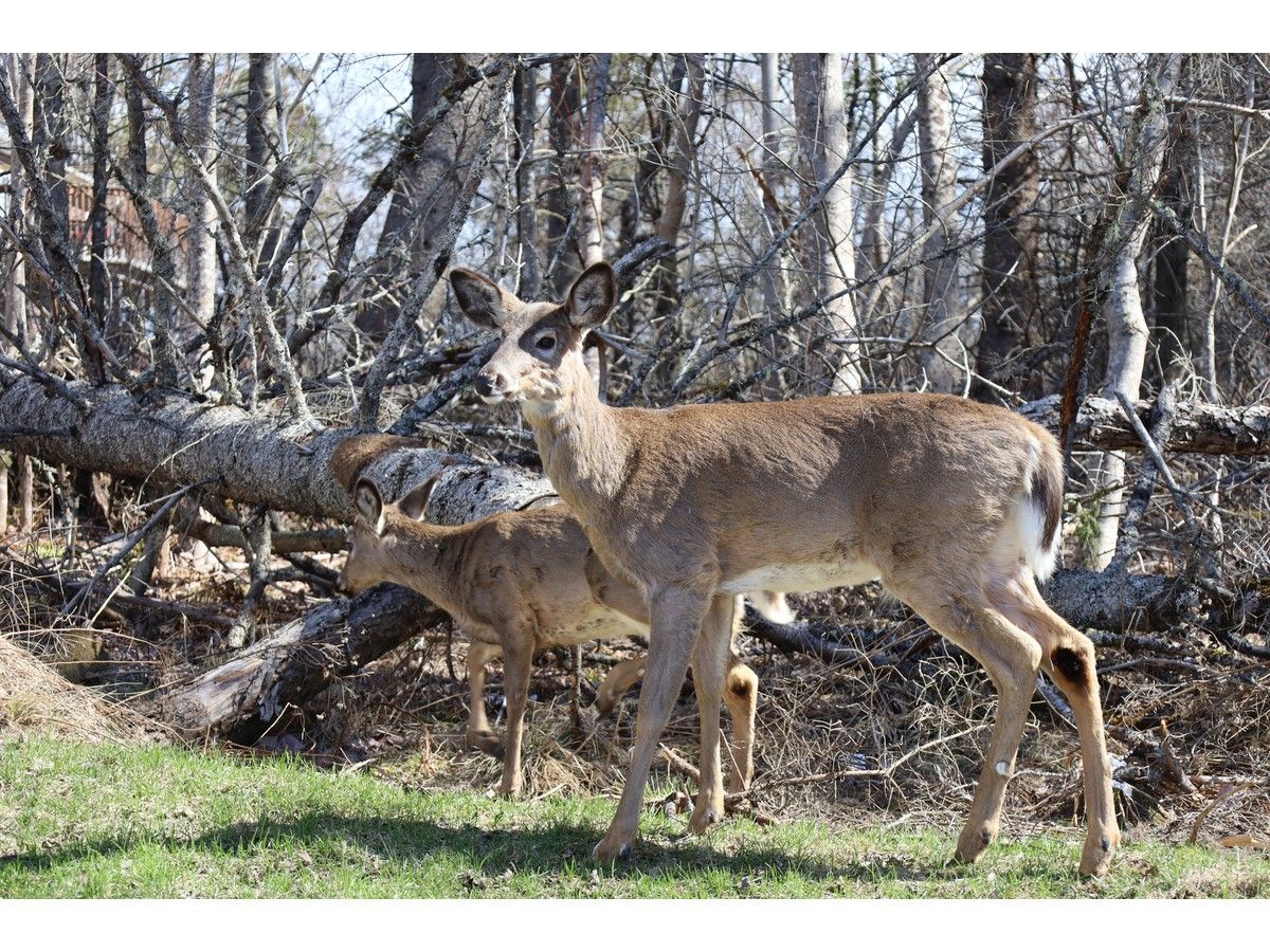 Truro's annual deer hunt slated to start on Oct. 1