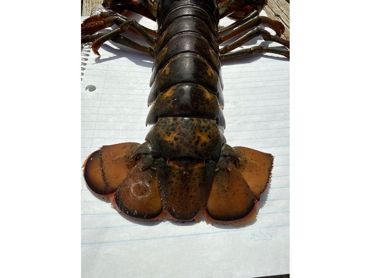 DFO lobster marking