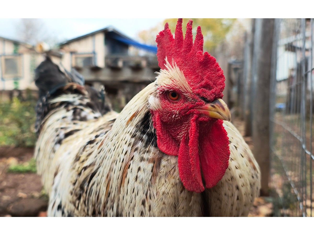 homesteading