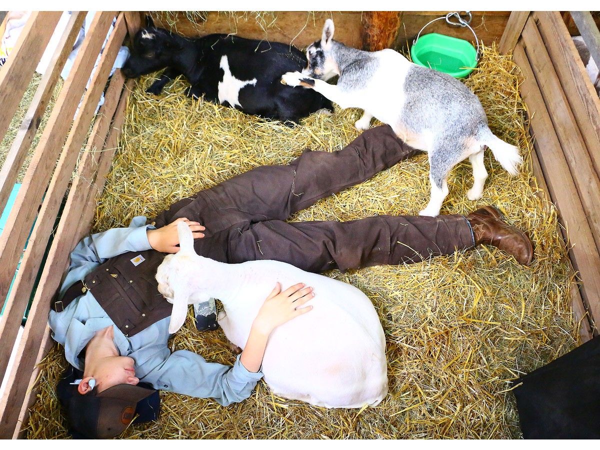 IN Fairgoers flock to 261st Hants County Exhibition