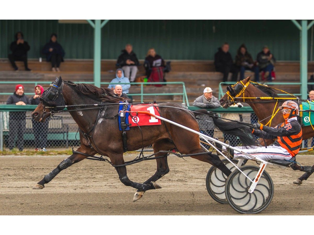 Aragonite and driver Carey Romeo fended off a late challenge from Ranked Contender and Ardon Mofford to take the Saturday afternoon feature race at North Sydney's Northside Downs in 1:57.2. Contributed/Tanya Romeo