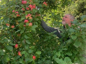 Picking apples at the cottage.