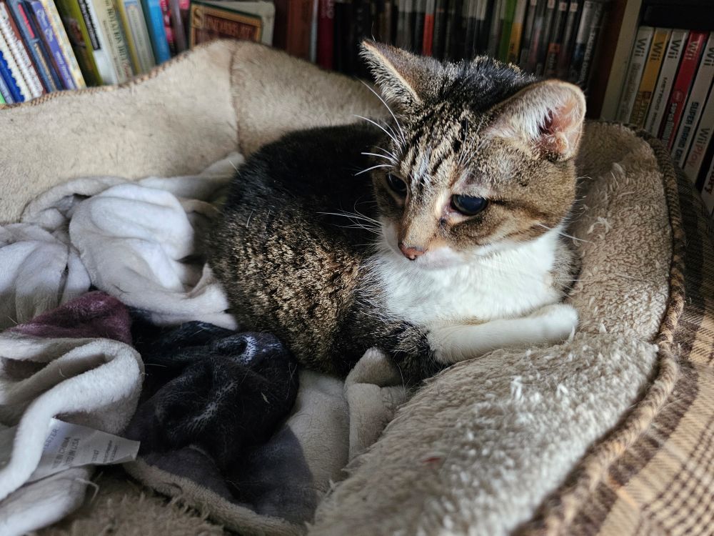 Annie the cat