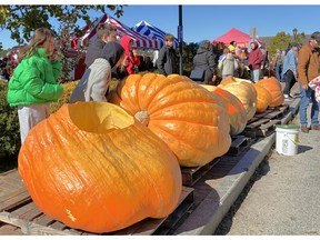 Shelburne pumpkin regatta