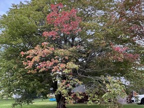 red maple