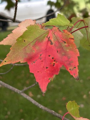 Red maple