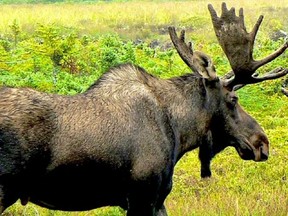 Moose